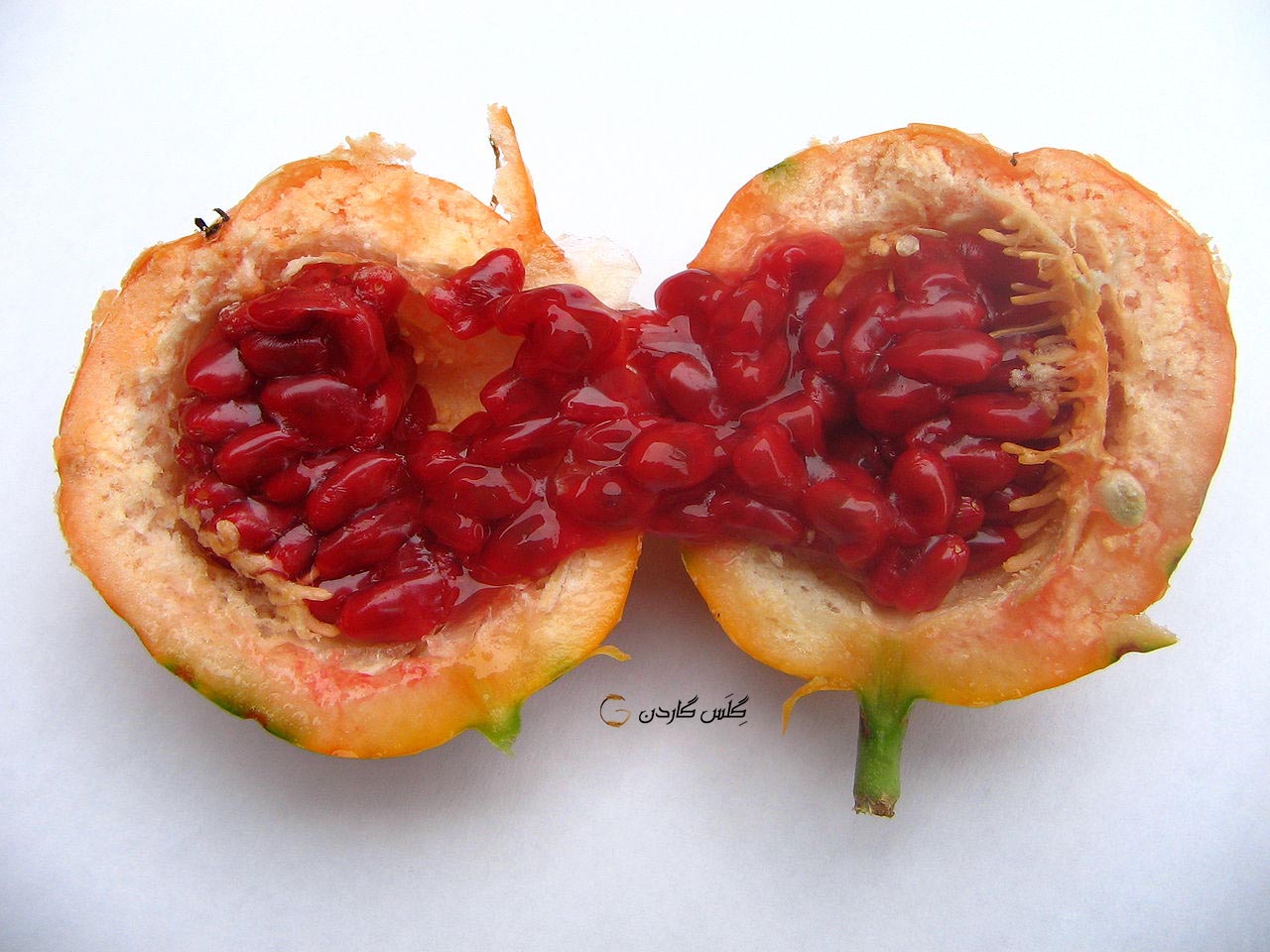 بذر پشن فروت تو سرخ (Passiflora caerulea) پوست نارنجی -گلس گاردن