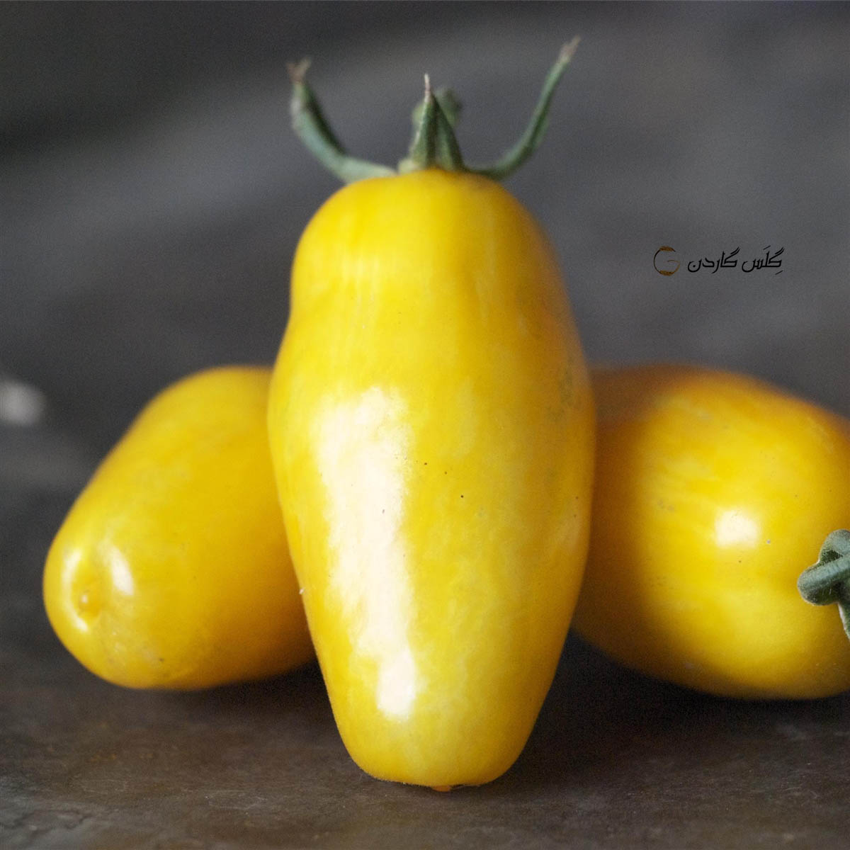 بذر گوجه موزی زرد طلایی (Banana legs tomatoes)-گلس گاردن 