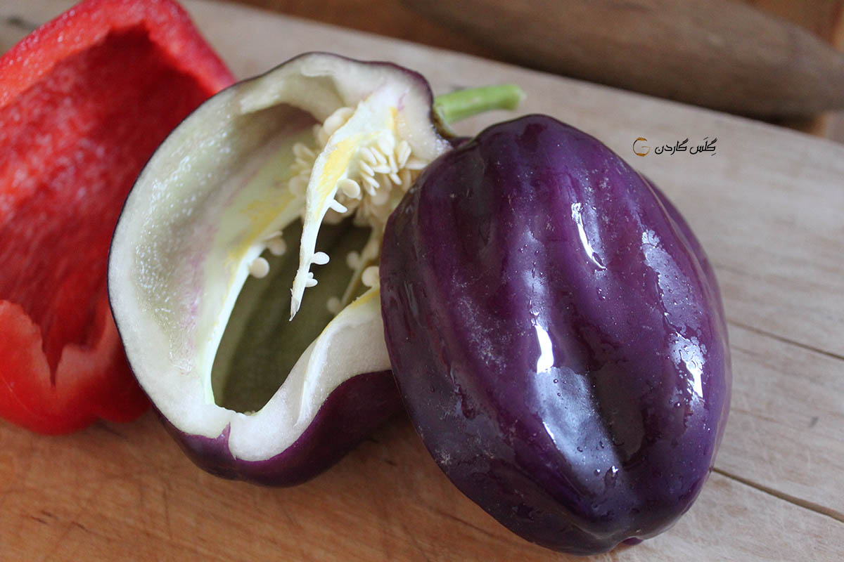 بذر فلفل دلمه بنفش (purple pepper) گلس گاردن 