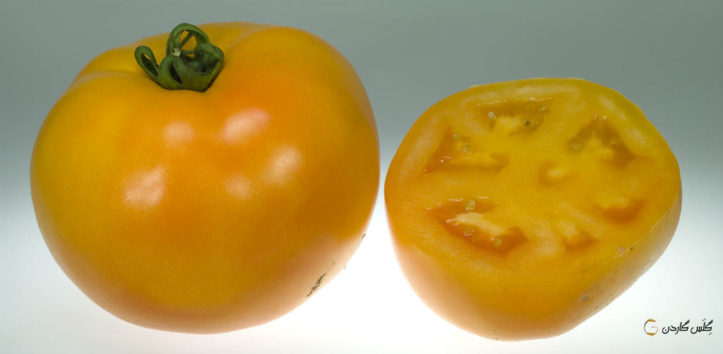 بذر گوجه فرنگی درشت زرد طلایی (Big Golden Tomato)-گلس گاردن 