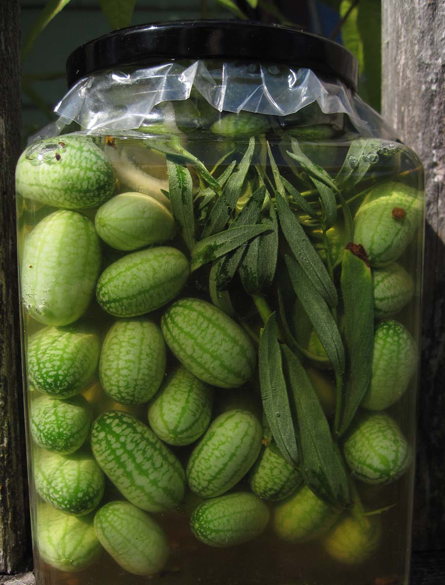بذر خیار هندوانه ای مکزیکی (Mexican Sour Gherkin Cucumber) -- فروشگاه گلس گاردن