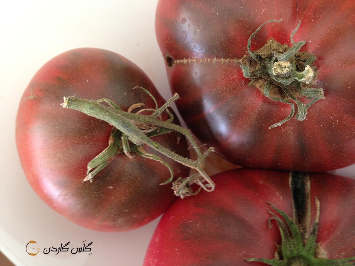 بذر گوجه چروکی بنفش --- Cherokee Purple Tomato --- فروشگاه گلس گاردن