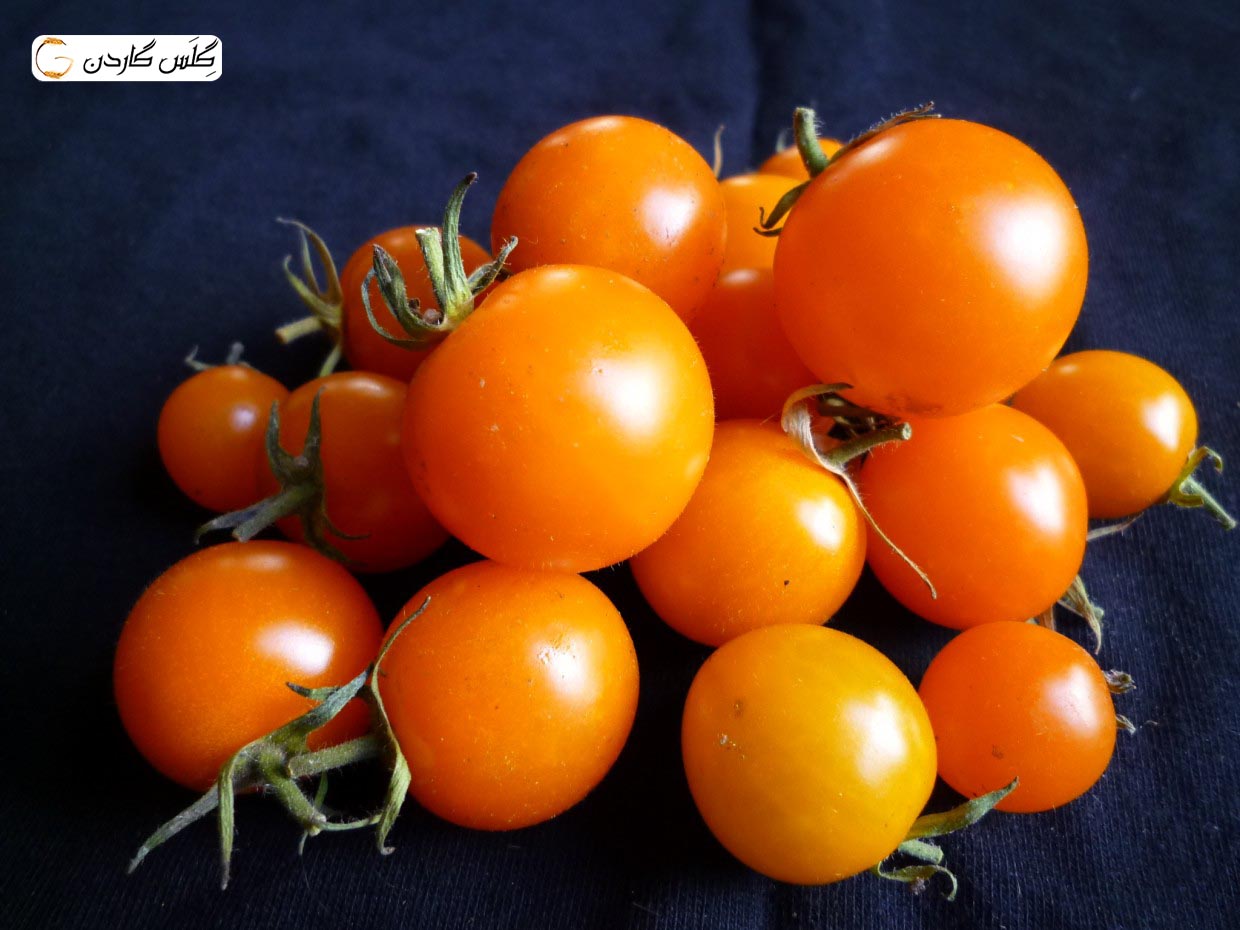 بذر گوجه گیلاسی نارنجی (Orange cherry tomato) --فروشگاه گلس گاردن
