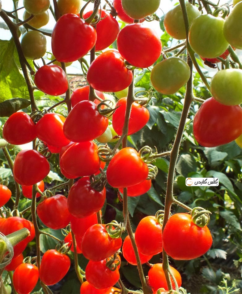 بذر گوجه توت فرنگی (قلبی) (Tomatoberry Garden) - گلس گاردن 