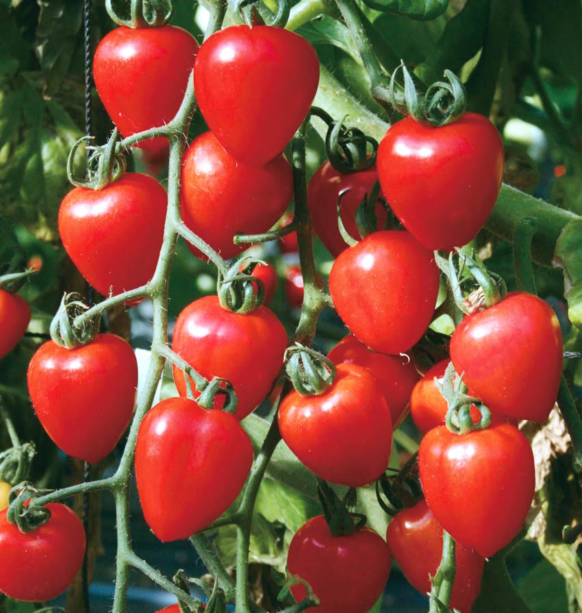 بذر گوجه توت فرنگی (قلبی) (Tomatoberry Garden) - گلس گاردن