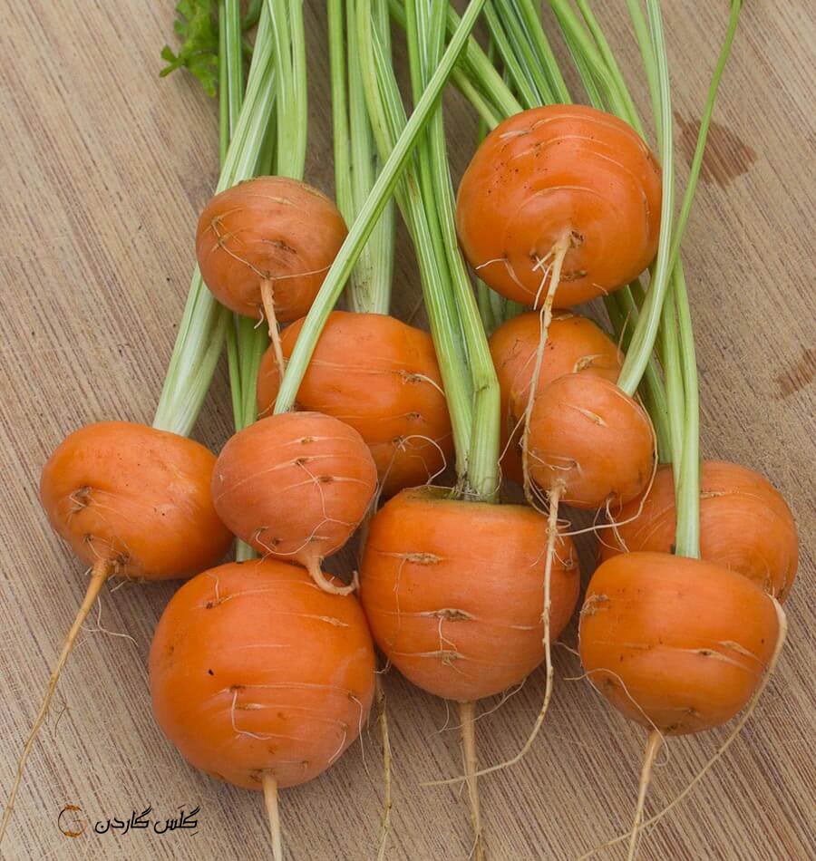 بذر هویج گرد اطلس - هویج نارنجی گرد - بیبی کروت- Baby Carrot (atlas carrot)گلس گاردن 