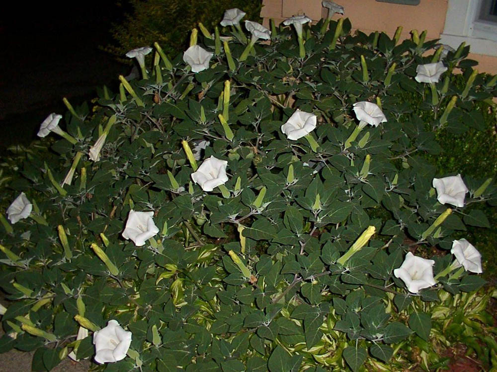 بذر گل بوقی یا گل ماه (تاتوره) Datura inoxia - گلس گاردن