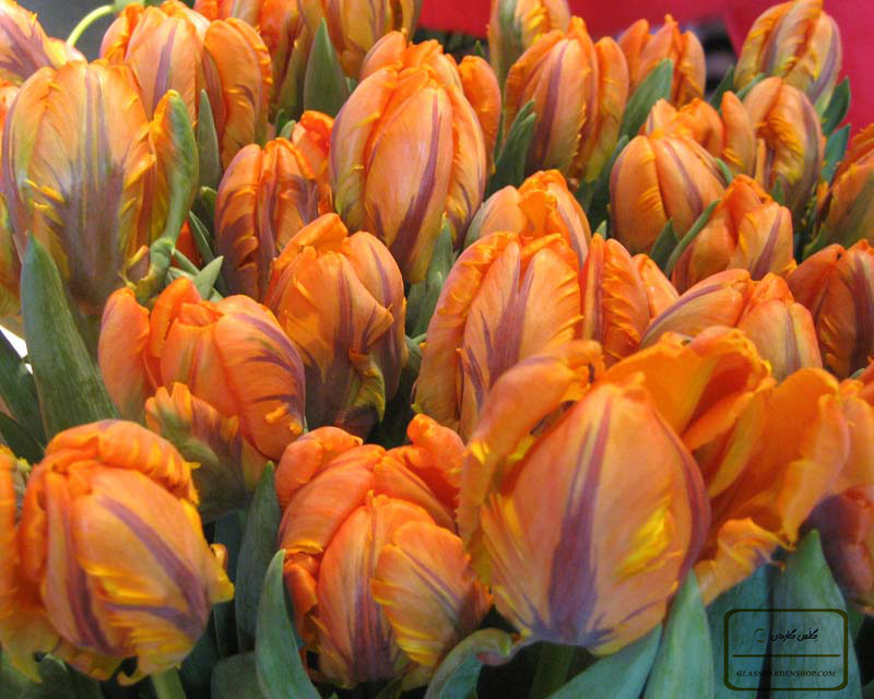پیاز گل لاله Orange Rococo | فروشگاه بذر، نهال و لوازم کشاورزی | گلس گاردن