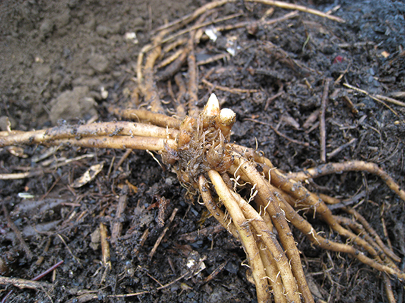 آموزش کاشت بذر مارچوبه - بذر مارچوبه - aspsragus - گلس گاردن