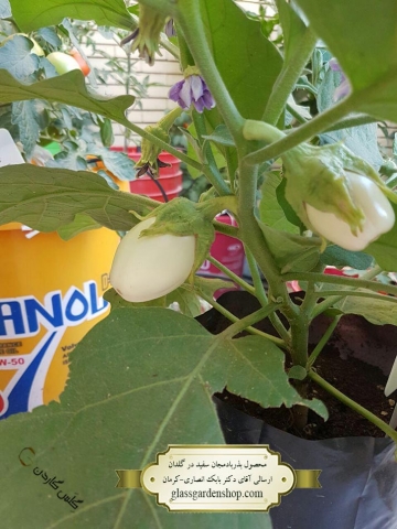 محصول دهی بذر بادمجان سفید در گلدان -گلس گاردن