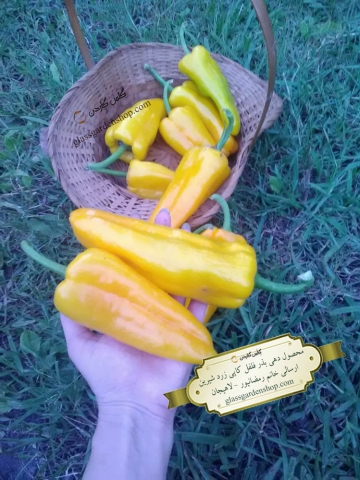 محصول دهی بذر فلفل پاپریکا (کاپی) زرد- گلس گاردن
