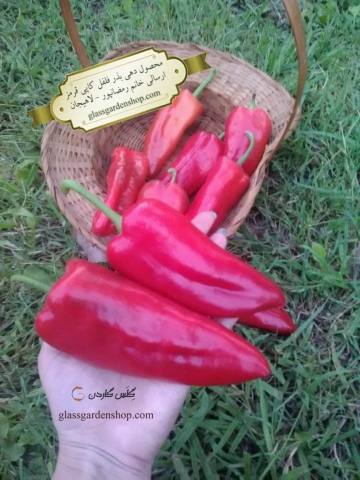 محصول دهی بذر فلفل کاپی قرمز شیرین-گلس گاردن