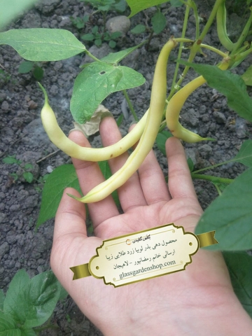 محصول دهی بذر لوبیا زرد طلایی-گلس گاردن