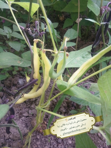 محصول دهی بذر لوبیا زرد طلایی زیبا-گلس گاردن