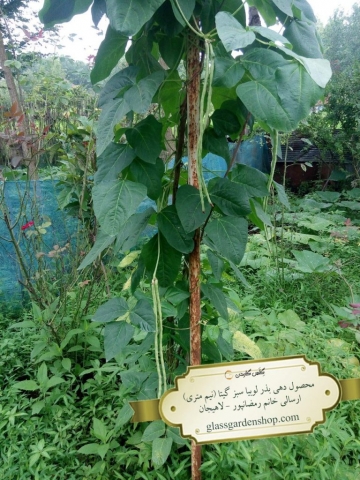 محصول دهی بذر لوبیا سبز گیتا (نیم متری)-گلس گاردن