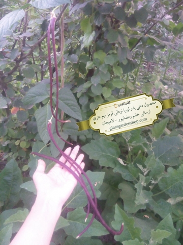 محصول دهی بذر لوبیا غلاف قرمز نودلی نیم متری-گلس گاردن