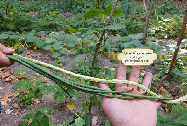 محصول دهی بذر لوبیا گیتا - گلس گاردن