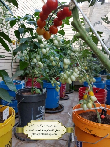 محصول دهی بذر چند مدل گوجه چری در گلدان-گلس گاردن