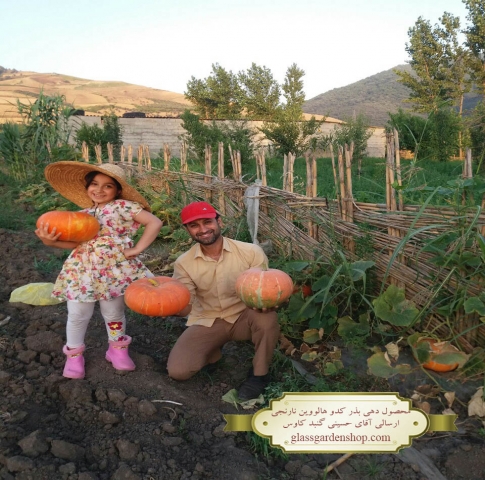 محصول دهی بذر کدو هالوین نارنجی- ارسالی آقای حسینی -گنبد کاووس -گلس گاردن