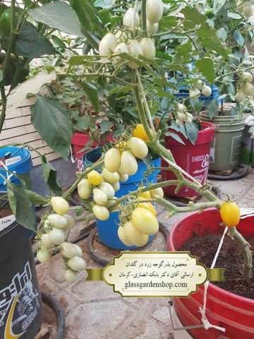 محصول دهی بذر گوجه زرد در گلدان -گلس گاردن