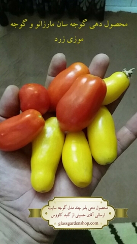 محصول دهی بذر گوجه سان مارزانو و گوجه موزی زرد - ارسالی آقای حسینی - گنبد کاووس - گلس گاردن