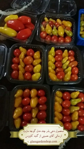 محصول دهی بذر گوجه سان مارزانو، گوجه گلابی زرد، گوجه موزی زرد - ارسالی آقای حسینی - گنبد کاووس - گلس گاردن