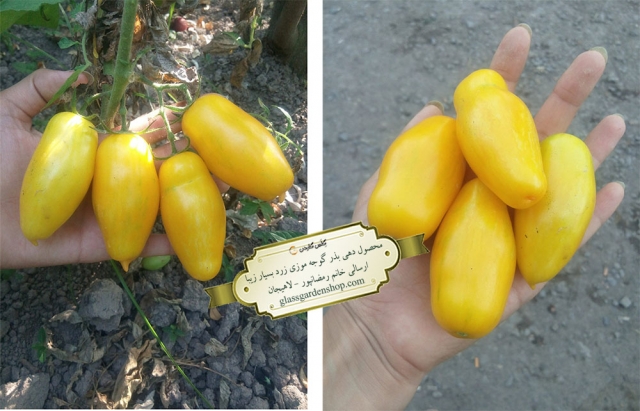 محصول دهی بذر گوجه فرنگی موزی زرد بلند-گلس گاردن