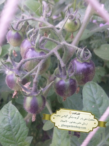 محصول دهی بذر گوجه مشکی گیلاسی-گلس گاردن