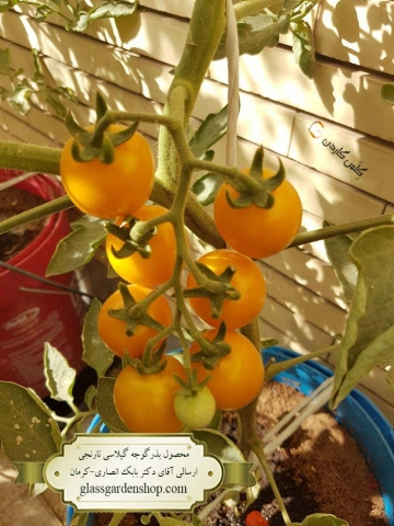 محصول دهی بذر گوجه چری گیلاسی نارنجی در گلدان-گلس گاردن