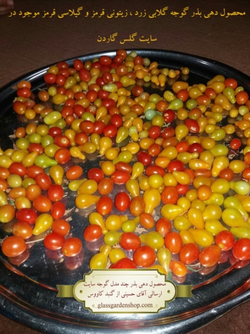 محصول دهی بذر گوجه گلابی زرد - ارسالی آقای حسینی - گنبد کاووس - گلس گاردن