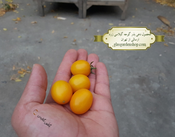 محصول دهی بذر گوجه گیلاسی زرد - گلس گاردن