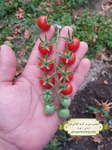 محصول دهی بذر گوجه گیلاسی قرمز خوشه ای - گلس گاردن