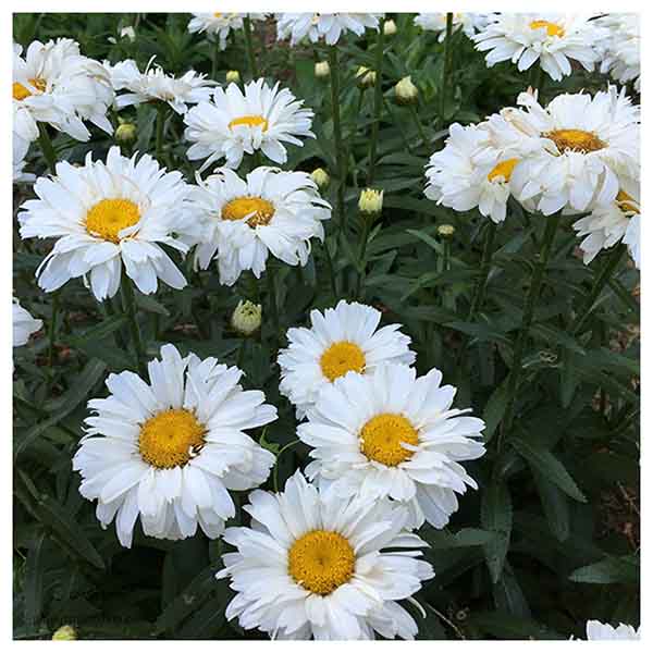 بذر گل مارگریت سفید (شستا) پابلند | فروشگاه بذر، نهال و لوازم کشاورزی | گلس  گاردن