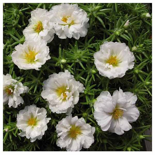 بذر گل ناز آفتابی سفید پرپر گلدانی | فروشگاه بذر، نهال و لوازم کشاورزی | گلس گاردن