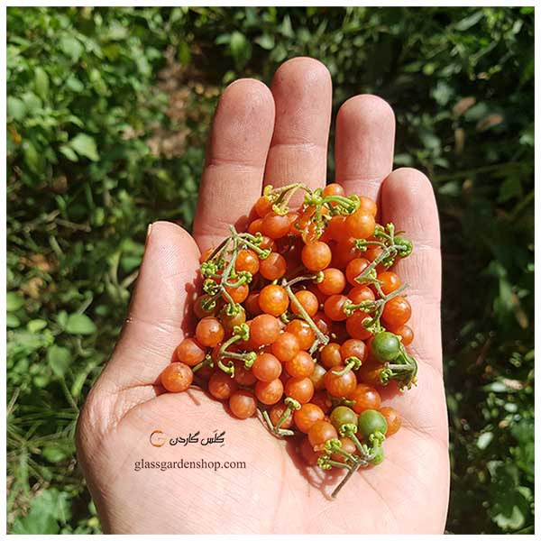 بذر تاجریزی قرمز (انگور توره) - فروشگاه بذر، نهال و لوازم کشاورزی | گلس  گاردن