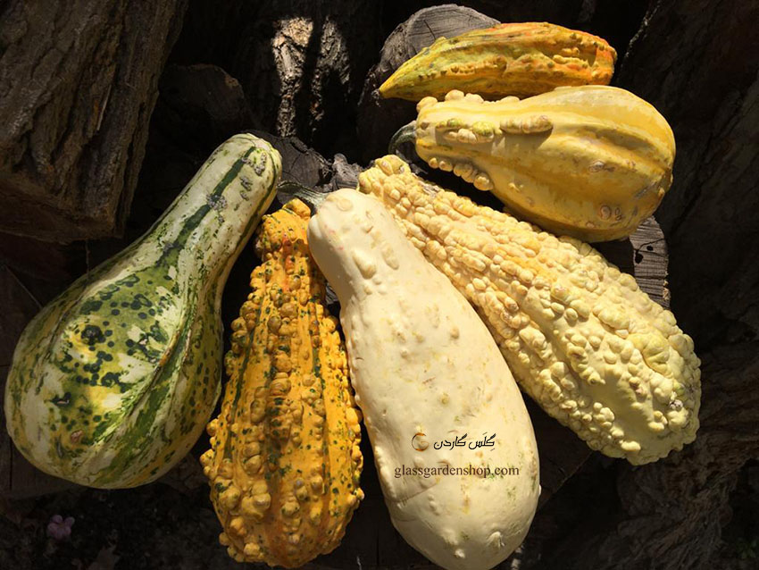 بذر کدو تزئینی میکس (زینتی) - بذر انواع کدو های تنبل جذاب و خاص مناسب برای دکور - گلس گاردن