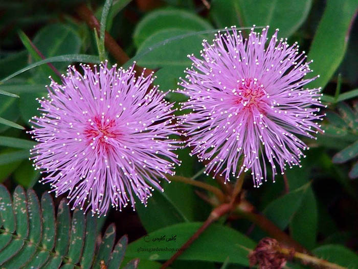 بذر گل قهر و آشتی گلدانی - گل حساس - گل به من دست نزن - میموسا یا میموزا - Mimosa pudica - گلس گاردن
