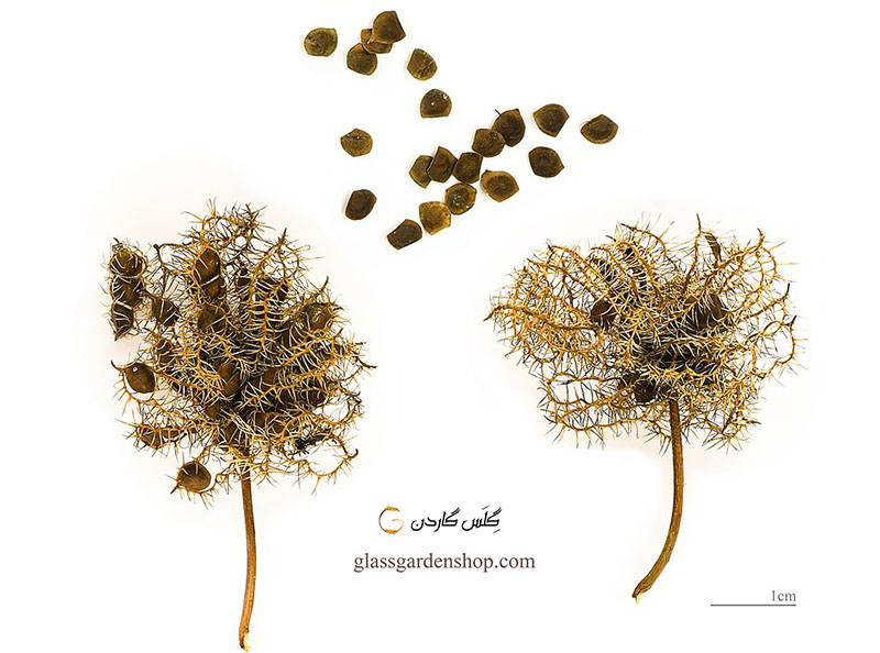 عکس بذر و دانه های گل قهر و آشتی گلدانی - گل حساس - گل به من دست نزن - میموسا یا میموزا - Mimosa pudica - گلس گاردن