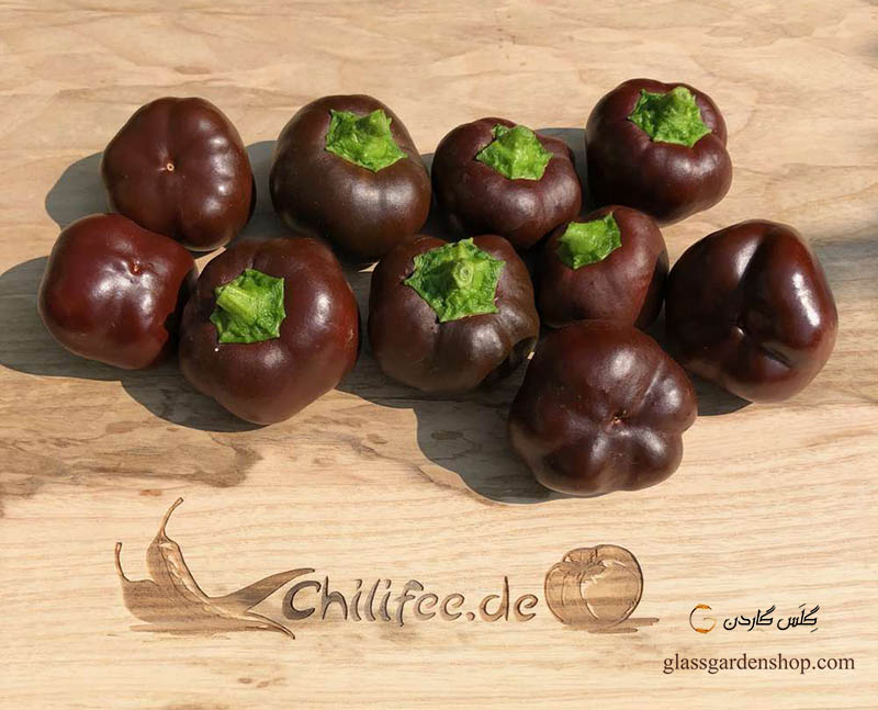 خرید بذر بیبی فلفل دلمه شکلاتی (Chocolate Baby Bell Peppers) - گلس گاردن