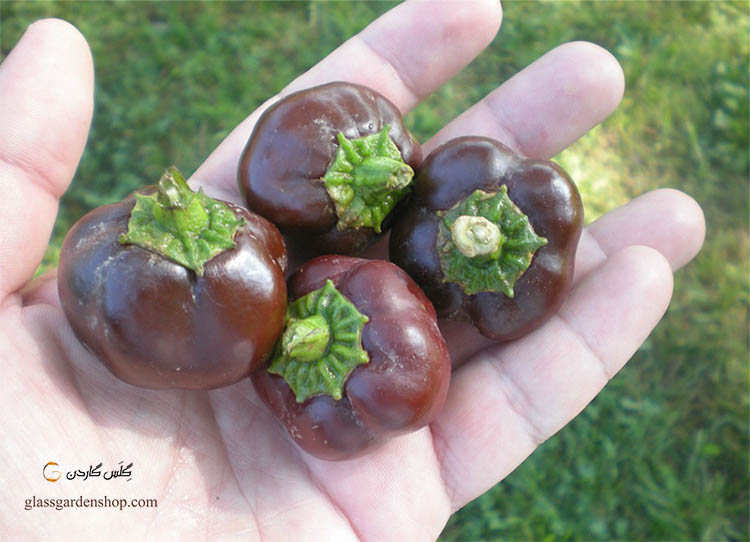 بذر بیبی فلفل دلمه شکلاتی (Chocolate Baby Bell Peppers) - گلس گاردن