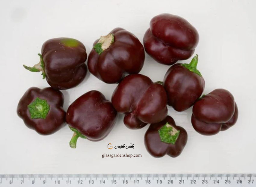 کاشت بذر بیبی فلفل دلمه شکلاتی (Chocolate Baby Bell Peppers) - گلس گاردن